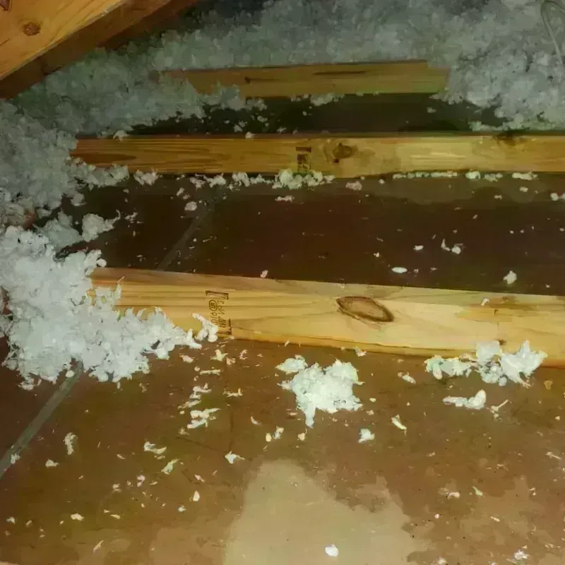 Attic Water Damage in Hawaii County, HI