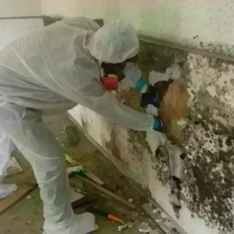 Mold Remediation and Removal in Hawaii County, HI